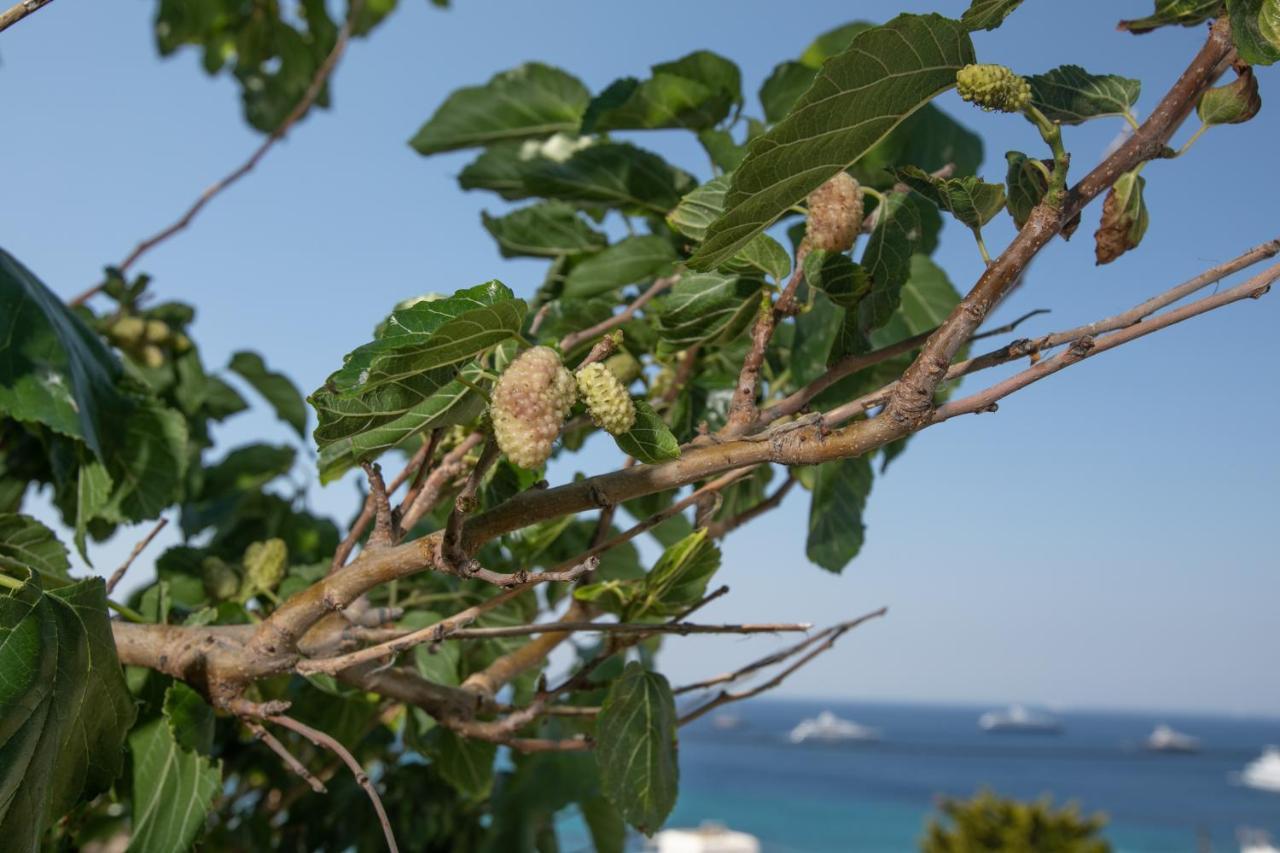 Seethrough Mykonos Suites (Adults Only) Platis Yialos Extérieur photo